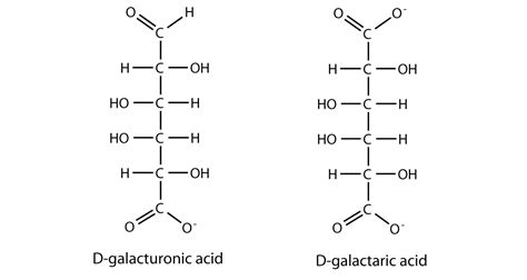 46 STRUCTURE OF GALACTOSE AND GLUCOSE - StructureofGalactose1