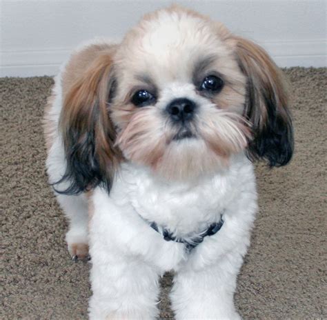 Cute Dogs: Shih Tzu