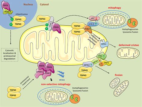 Mitochondrial Function And Exercise