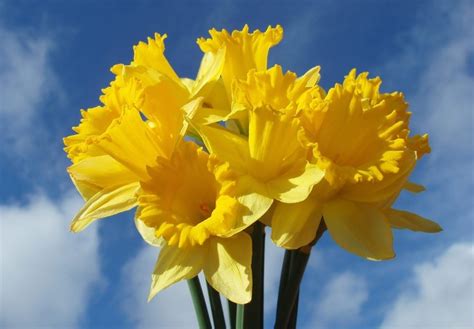 Super Symbolic Daffodil Meanings on Whats-Your-Sign