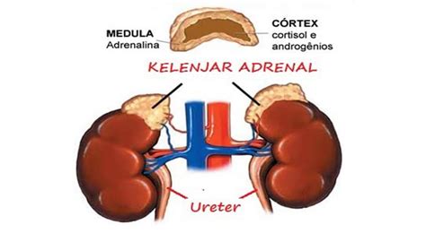 Kelenjar Adrenal : Pengertian, Letak, Fungsi dan Anatomi Bagian ...