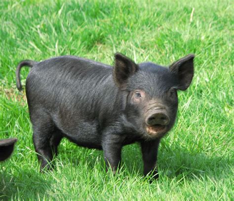 Cascade Meadows Farm American Guinea Hog Piglets