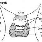 (PDF) Thyroid Gland and Its Rule in Human Body
