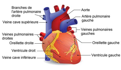 Coeur Anatomie