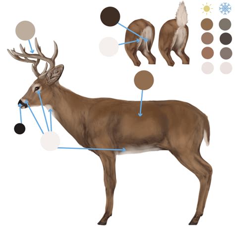 How to Draw Animals: Deer – Species and Anatomy: fur colours Deer ...