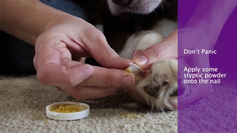 What To Do If Dog's Nails Are Bleeding - YouTube