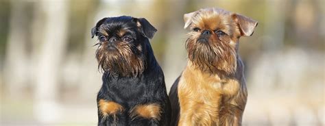 What Are Several Different Groups Of Dog Breeds