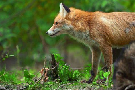 Fox Habitat: Where Do Foxes Live In The World?