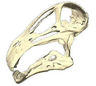 The Skull of Nigersaurus, an Unusual Sauropod Dinosaur from the ...