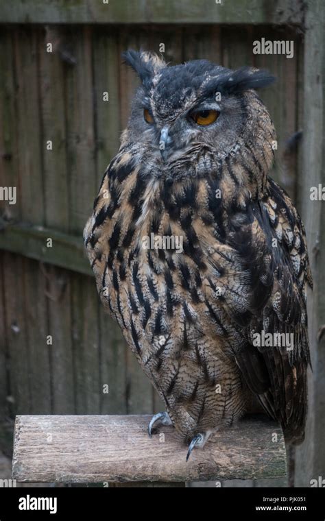 owls are large nocturnal birds of prey Stock Photo - Alamy