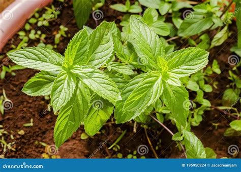 The Leaves of Small Black Mint Plant Stock Photo - Image of plant ...