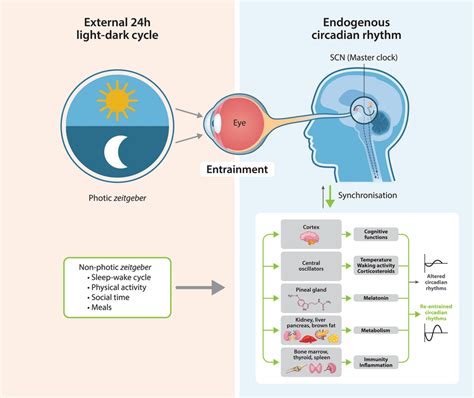 Schematic diagram of the circadian clock entrainment pathways. Light ...