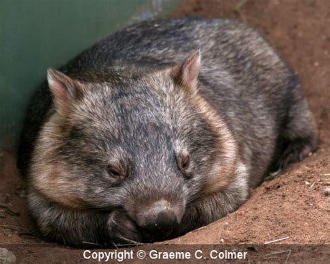 Common wombat (Vombatus ursinus)