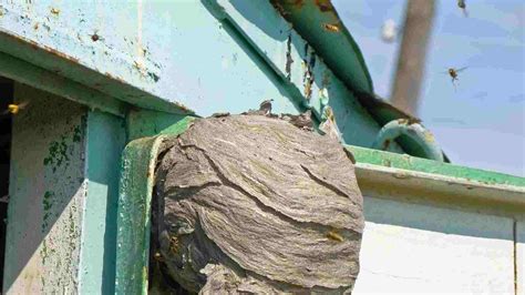 The Dangers of DIY Wasp Nest Removal: Why You Should Hire Professionals