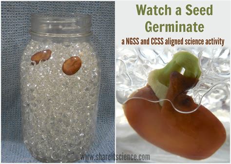 Share it! Science : DIY Seed Germination Jar: A Must-Have for Your Plant Unit!