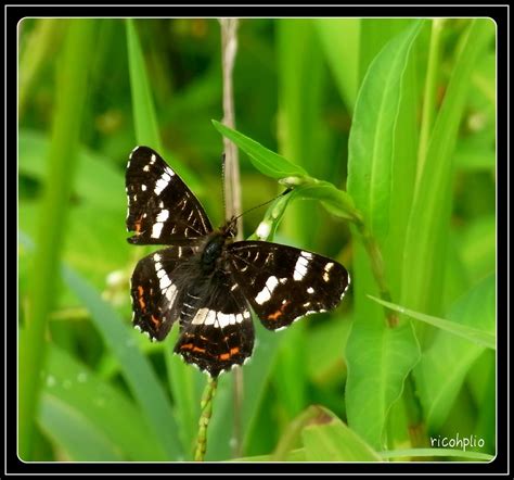 Papillon | Carte Géographique . Araschnia levana - Lépidoptè… | Flickr