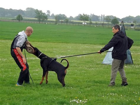 How to Train Your Doberman Pinscher Dog