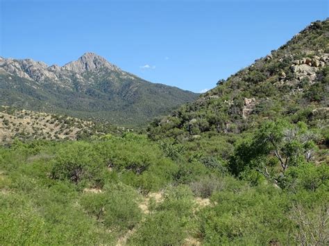 Dazzlers in Madera Canyon – Birding in the San Jacinto Mountains