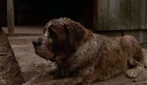 What Breed of Dog Was Cujo? Famous Movie Character Facts – Dogster