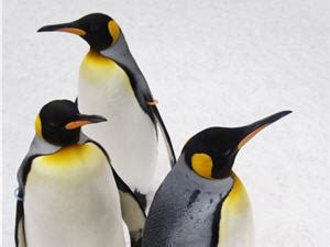 Snow Penguins Program at Ski Dubai turns one!