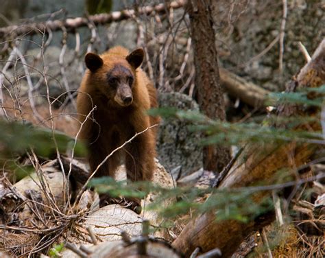 Where to See Bears in Yosemite | White Wolf Private and Luxury Tours