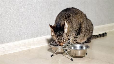 Cat eating food from bowl stock image. Image of indoors - 138530721