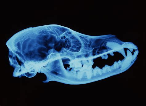 Dog Skull X-ray Photograph by D. Roberts