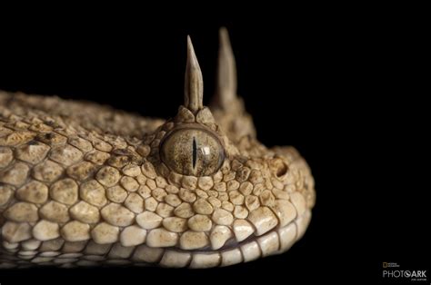 Photo Ark Home Desert Horned Viper | National Geographic Society