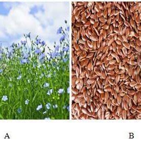 (A) Flax plant (B) Flaxseeds | Download Scientific Diagram