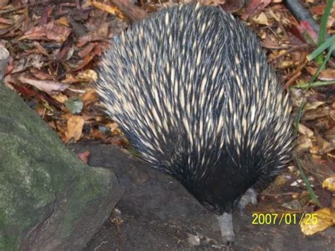 Eastern Long-Beaked Echidna - Facts, Diet, Habitat & Pictures on ...