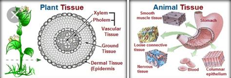 8 Important Difference between Plant Tissues and Animal Tissues - CBSE ...