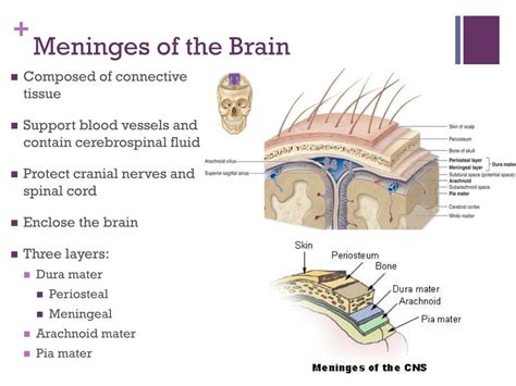 Label The Meninges And Brain Structures