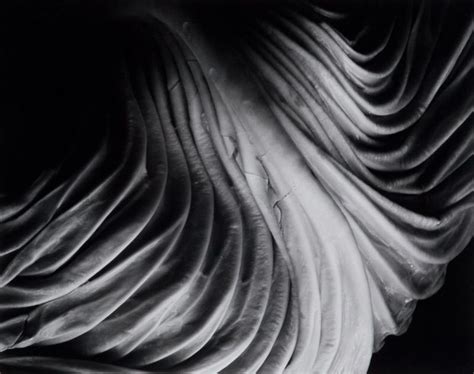 Edward Weston Cabbage Leaf 41V, 1931 | Edward weston, Weston, Light in the dark