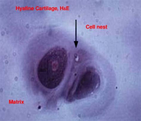 connective tissue cartilage