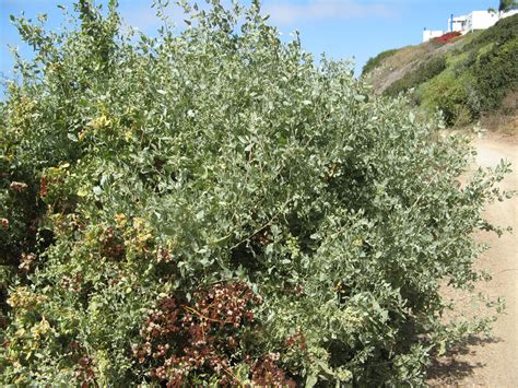 Big Saltbush | Nature Collective