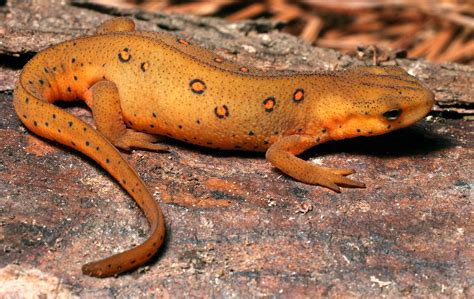 Eastern Newt (Patrick Coin, 2004) Reptiles Et Amphibiens, Frog Species ...