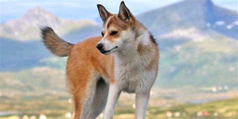 Norwegian Lundehund | DogExpress