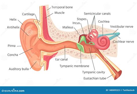 Vestibule Ear Stock Illustrations – 239 Vestibule Ear Stock Illustrations, Vectors & Clipart ...