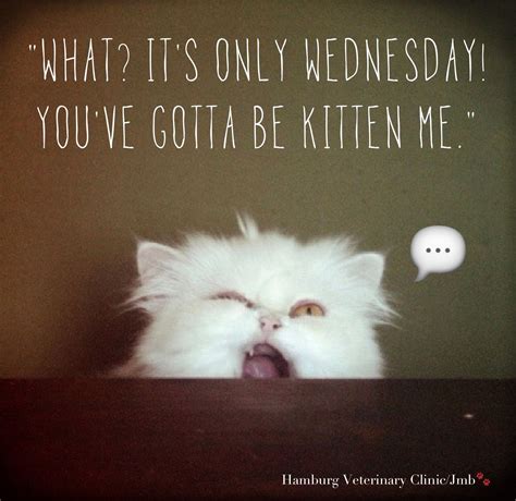 Wednesday funny - Animal Humor: What? It's only Wednesday! You've got to be kitten me. Happy ...