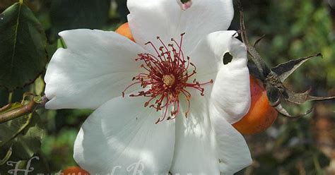 Hartwood Roses: Sowing Seeds