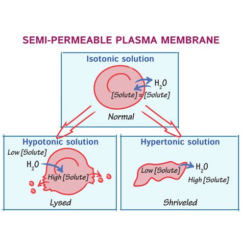 Biochemistry Glossary: Osmosis & Osmolarity: 3. Membrane Semi-Permeability | Draw It to Know It