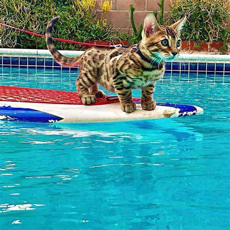 Surfing Cat Maverick Catches Waves and the Internet’s Attention | BeChewy