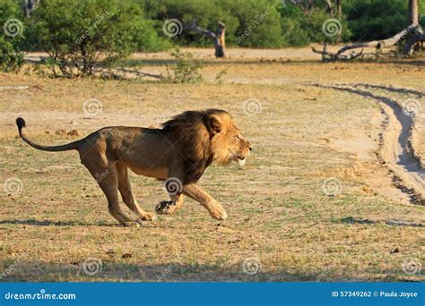 Cecil the Hwange Lion stock photo. Image of killed, mammal - 57349262