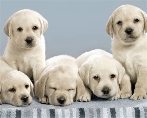 Labrador Retriever - All Big Dog Breeds