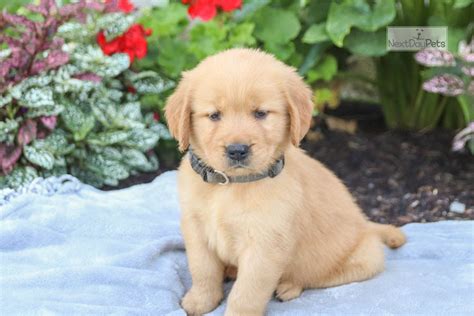 Coconut: Golden Retriever puppy for sale near Harrisburg, Pennsylvania. | a1bd5c90-a581