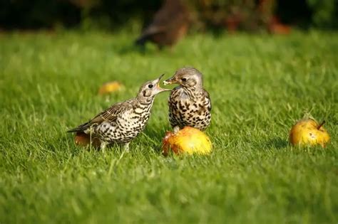 Mistle Thrush - Facts, Diet, Habitat & Pictures on Animalia.bio