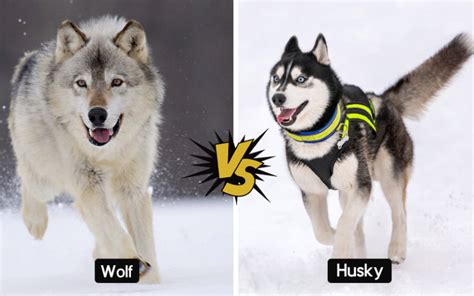 13 Types of Huskies | Temperament & Appearance Differences