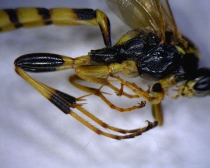 Hymenoptera identification request - Ichneumon annulatorius - BugGuide.Net