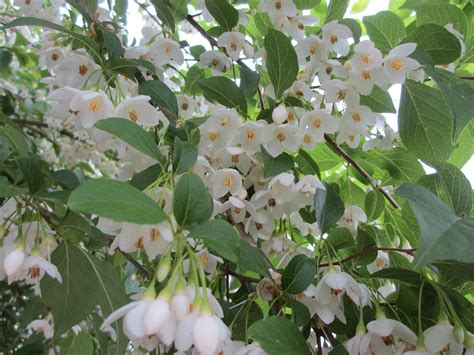 The Well-Watered Garden: Styrax japonica