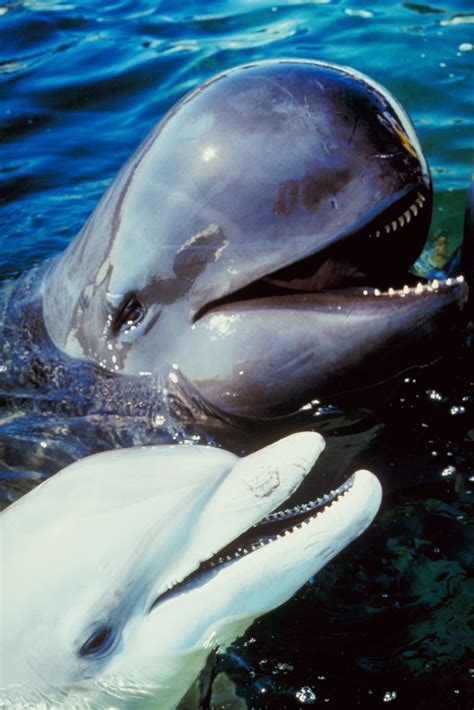 Comparison and Contrast of Whales and Dolphins | Animals - mom.me